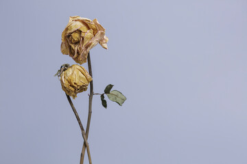 Pass away depressed rose, Failing in love - 543662615