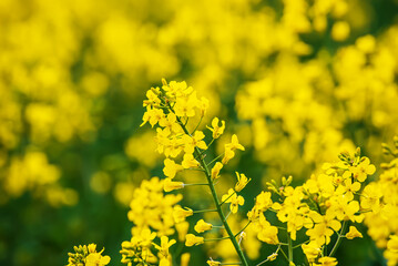 Rapeseed spring flowers