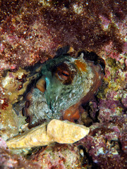 Scuba Diving and Underwater Photography Malta - Wrecks Reefs Marine Life Caverns Caves History