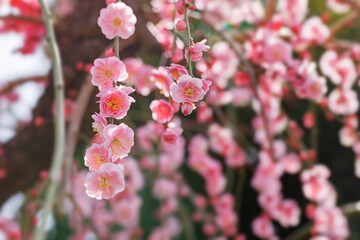 神奈川県郊外に咲く綺麗な梅の花