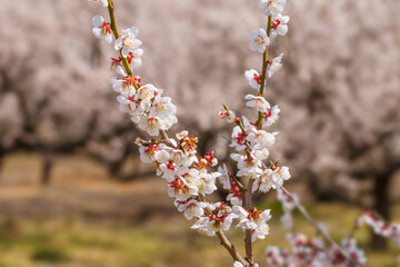 神奈川県郊外に咲く綺麗な梅の花