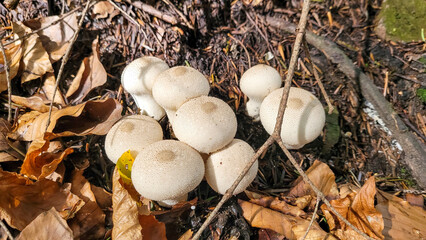 Lycoperdon perlatum, popularly known as the common puffball, warted puffball, gem-studded puffball, wolf farts or the devil's snuff-box. Edible mushroom with white cap