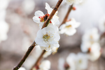 神奈川県郊外に咲く綺麗な梅の花