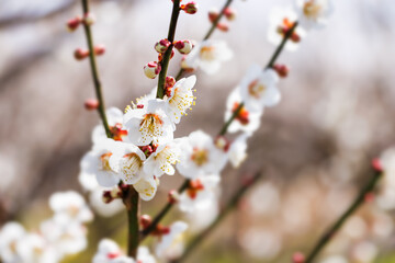 神奈川県郊外に咲く綺麗な梅の花