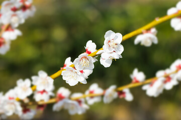 神奈川県郊外に咲く綺麗な梅の花
