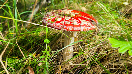 Amanita muscaria. red mushroom in a grass. Mushroom picking
