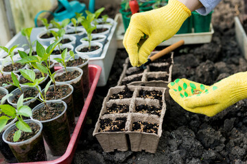 Close up of hands filling pots with soil and seeds. Preparing seedling for new growth and season planting. Gardening concept.