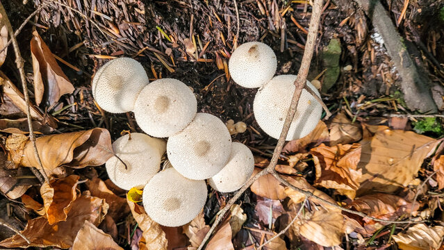 Lycoperdon perlatum, popularly known as the common puffball, warted puffball, gem-studded puffball, wolf farts or the devil's snuff-box
