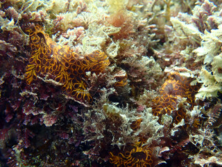 Scuba Diving and Underwater Photography Malta - Wrecks Reefs Marine Life Caverns Caves History