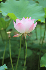 Obraz premium a Beautiful photo of lotus blooming in the pond