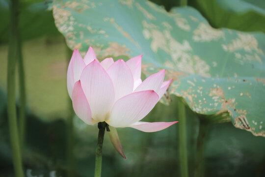a Beautiful photo of lotus blooming in the pond