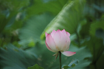 Obraz premium a Beautiful photo of lotus blooming in the pond