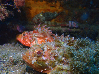 Scuba Diving and Underwater Photography Malta - Wrecks Reefs Marine Life Caverns Caves History