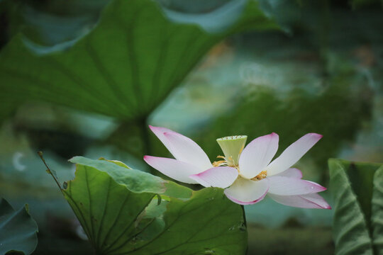 a Beautiful photo of lotus blooming in the pond
