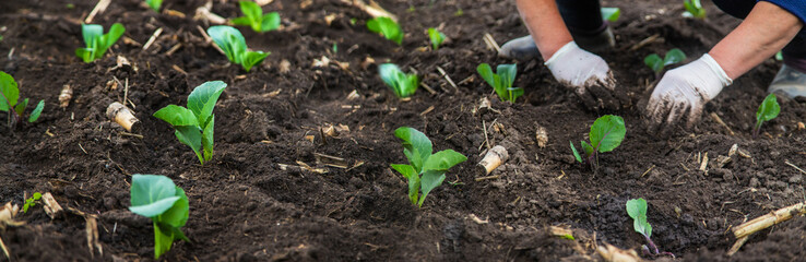 A woman is planting cabbage in the garden. Selective focus.