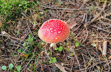 Fly agaric, amanita muscaria mushroom