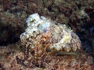 Scuba Diving and Underwater Photography Malta - Wrecks Reefs Marine Life Caverns Caves History