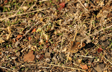 brown butterfly