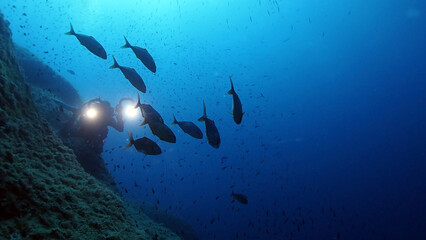 Scuba Diving and Underwater Photography Malta - Wrecks Reefs Marine Life Caverns Caves History