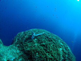 Scuba Diving and Underwater Photography Malta - Wrecks Reefs Marine Life Caverns Caves History