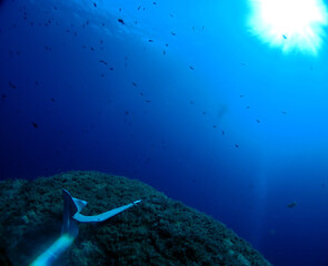 Scuba Diving and Underwater Photography Malta - Wrecks Reefs Marine Life Caverns Caves History