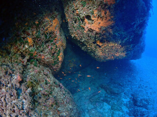 Scuba Diving and Underwater Photography Malta - Wrecks Reefs Marine Life Caverns Caves History