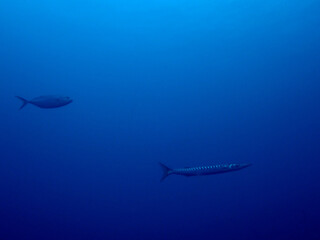 Scuba Diving and Underwater Photography Malta - Wrecks Reefs Marine Life Caverns Caves History