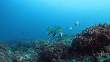 Scuba Diving and Underwater Photography Malta - Wrecks Reefs Marine Life Caverns Caves History