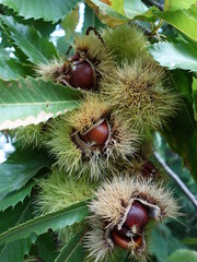 Châtaignes (Castanea sativa)