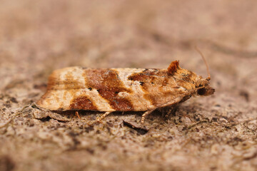 Closeup on a small brown Tortricid Heater moth, Argyrotaenia ljungiana