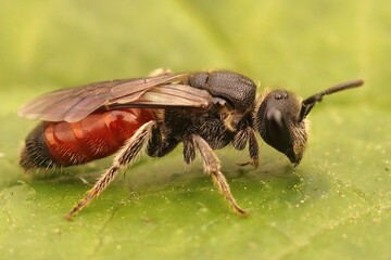 Closeup on a rub red bloobbee, Sphecodes, a cleptoparasite cvuckoo bee , on a green leaf