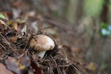 松茸　マツタケ