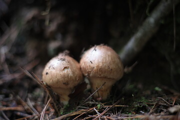 松茸　マツタケ