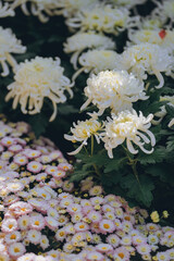 Chrysanthemums bloom in late autumn