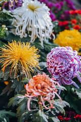 Chrysanthemums bloom in late autumn