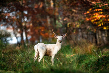 Daniel zwyczajny Dama dama © Sporywildlife
