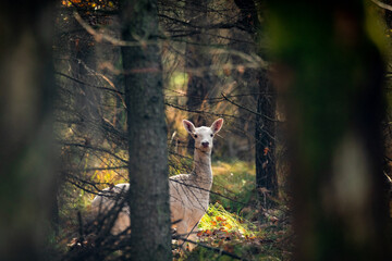 Daniel zwyczajny Dama dama