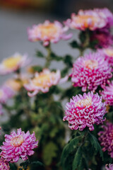 Chrysanthemums bloom in late autumn