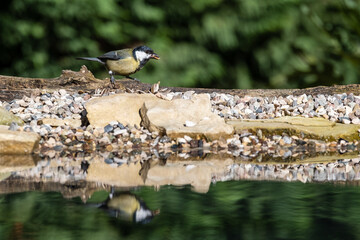 One of the most familiar birds in the parks and gardens of Europe, the great tit (Parus Major )....