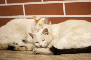 Two Cute Cats Sleeping Near Warm Fireplace