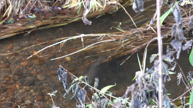 Observation of spawning of red trout in eastern Doto marsh in Hokkaido