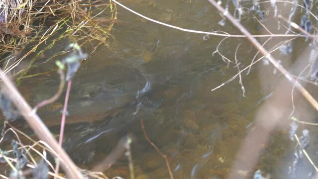 Observation of spawning of red trout in eastern Doto marsh in Hokkaido