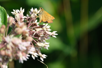 Large skipper butterfly on a butterfly flower