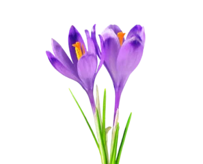  Two purple crocuses, isolated on white © Soru Epotok