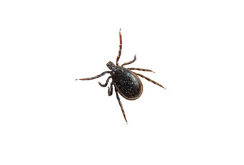 Castor bean tick (male) isolated on transparent background