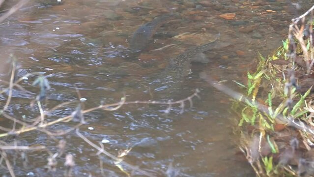 Observation of spawning of red trout in eastern Doto marsh in Hokkaido