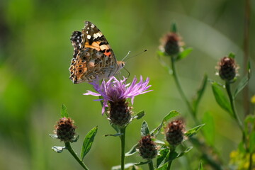 Painted lady butterfly on a purple wildflower in nature close up
