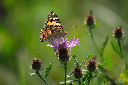 Painted lady butterfly on a purple wildflower in nature close up
