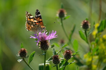 Painted lady butterfly on a purple wildflower in nature close up