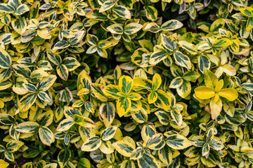 jasnozielone i żółte liście dwukolorowe jako tło na całej powierzchni